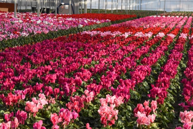 Galerie, Jardins et Plantes de Vonnas