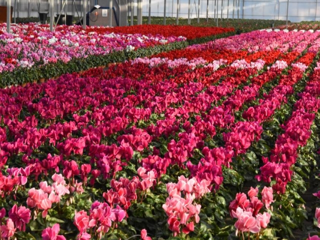 Fleuriste à Vonnas, Jardins et Plantes de Vonnas