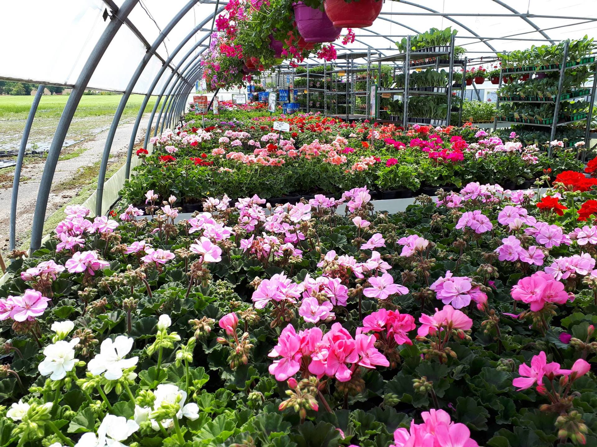 Producteur de fleurs Bourg en Bresse, Jardins et Plantes de Vonnas